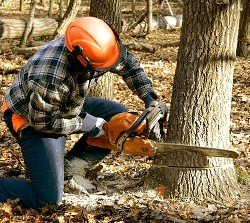 Tree Removal in Rockwood, MI